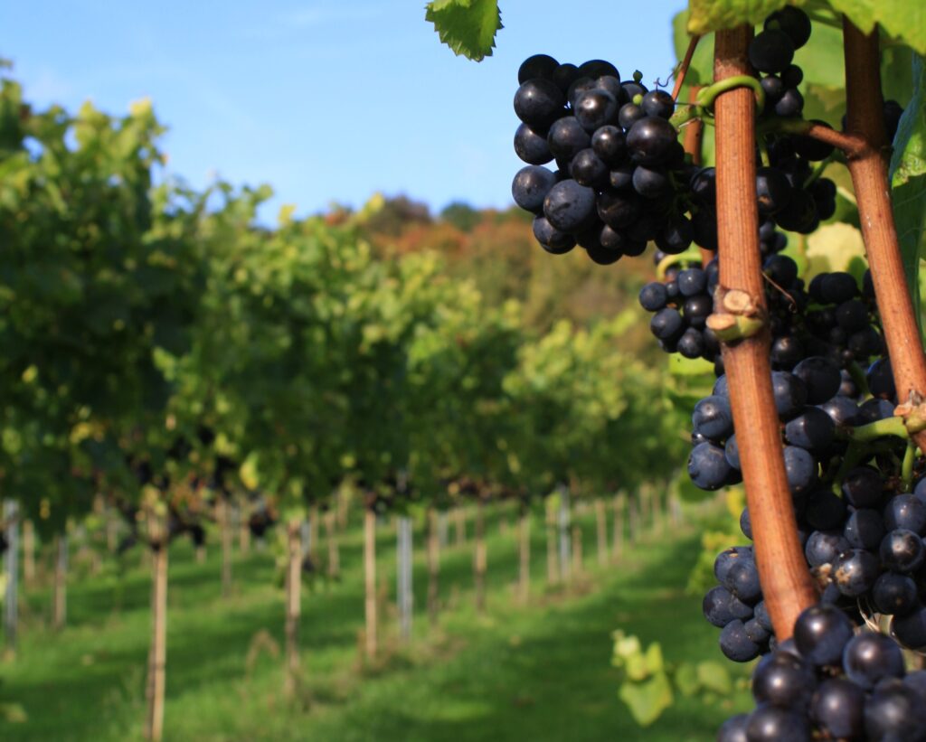 Uk | Terroir Sustainable Wine Era